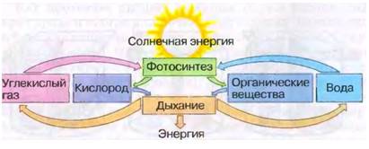 Что происходит с органическими веществами в процессе фотосинтеза, дыхания? для протекания процесса с