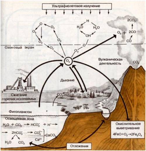 Составить круговорот веществ : кислорода,углерода,азота,углекислого газа