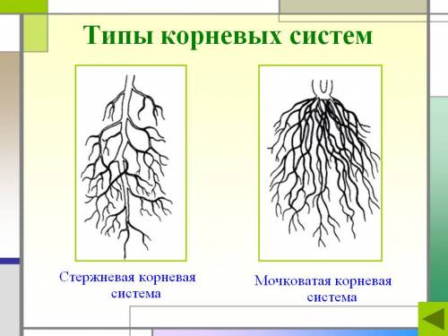 Вставить пропуск .. у растений различают и корневых систем .