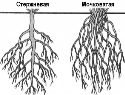 Вставить пропуск .. у растений различают и корневых систем .