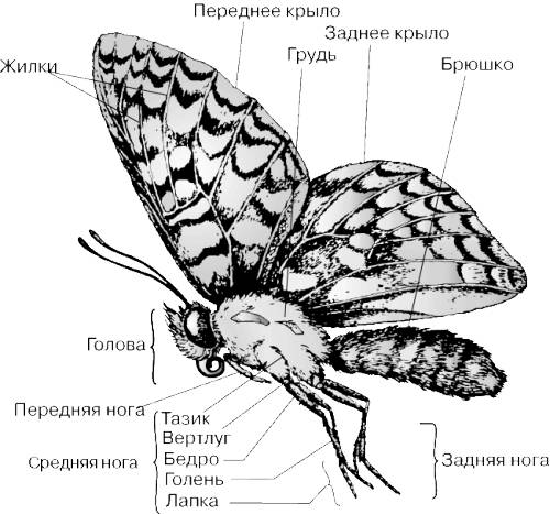 )) строение бабочки -аполлон по заранее огромное