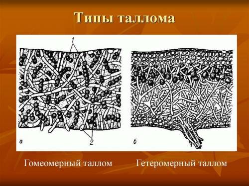 Что такое слоевище? у каких организмов оно имеется?