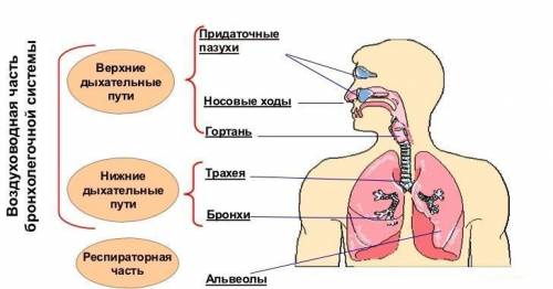 Вчем особенность строения и функций верхних дыхательных путей? , , !