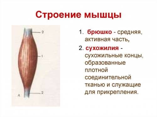 Что обеспечивает связь мышц и костей скелета? ? ) заранее .