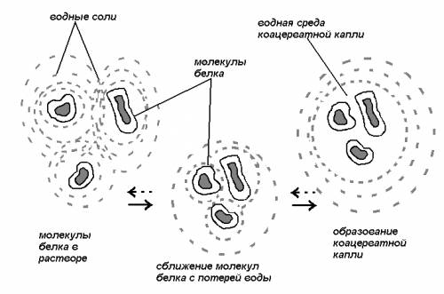 Рисунок, как происходил процесс коацервации веществ. ! !