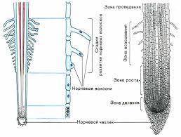 Впоглощении воды и минеральных солей участвует одна из зон корня: зона растяжения зона деления зона