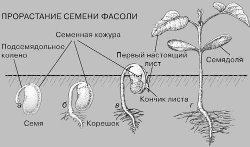 Как происходит прорастание семян! ?