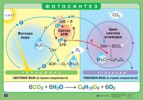 Какие вещества необходимы для фотосинтеза? что образуется при фотосинтезе?