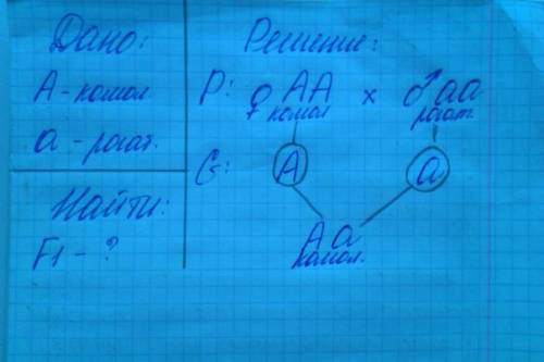 Укрупного рогатого скота ген комолости (безрогости) доминирует над геном рогатости. какой фенотип и