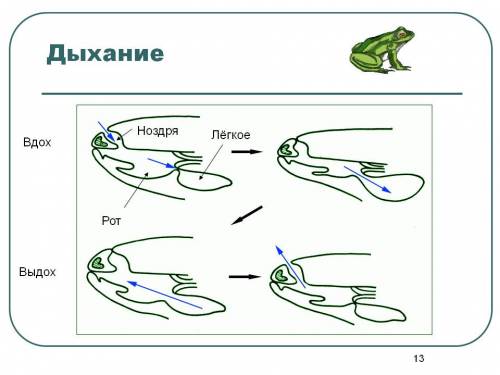 Увас есть картинки о том как дышать земноводные ?