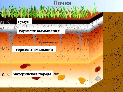 Что такое почвенные горизонты? чем они отличаются друг от друга?