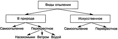 Разнообразие опыления у цветковых растений таблица