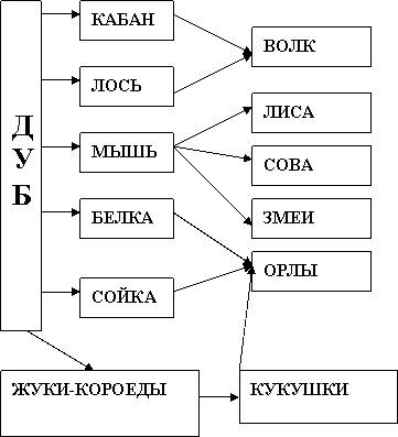 Написати 6 ланцюгів живлення весняного лісу - для 3 класу