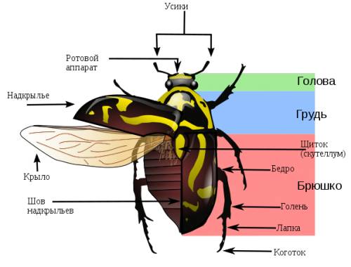 Рисунок-схема строение жука плавунца