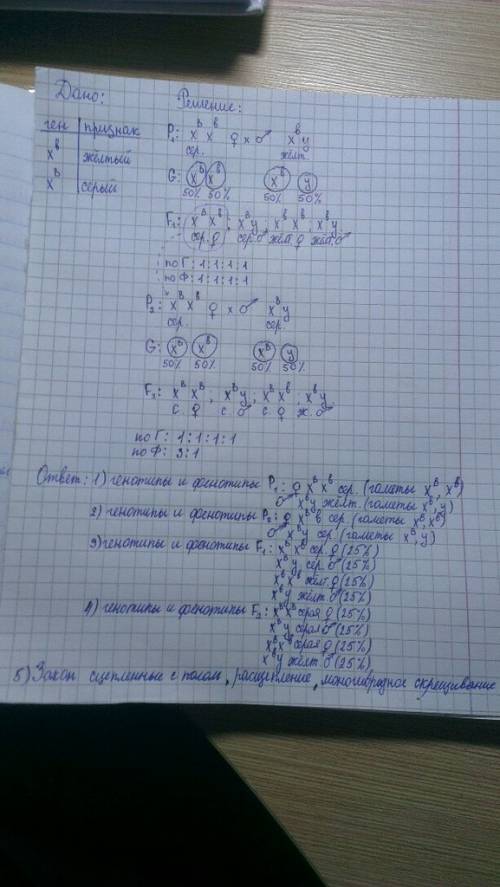 Уплодовой мухи дрозофилы рецессивный ген желтой окраски тела (b) расположен в х-хромосоме. скрестили