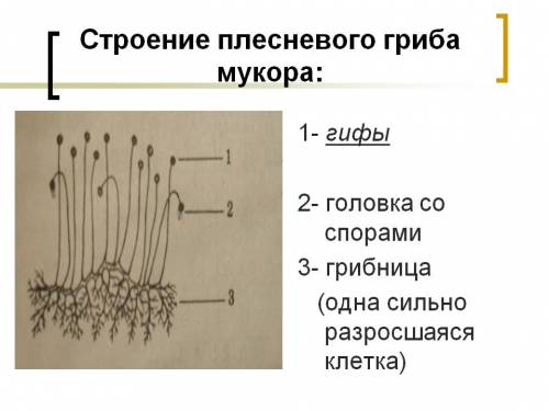 Что за гриб мукор. питание мукора. строение мукора.