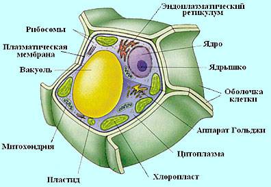 Какие органеллы растительной клетки содержат пигмент? нарисуйте клетку и укажите в ней эти органеллы