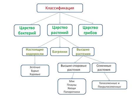 Царство растений отделы и их претставители