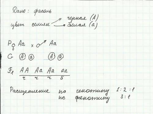 Уфасоли черная окраска семенной кожуры доминирует над белой определить аероятность появления семян р