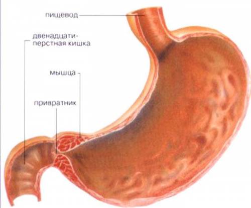 Как пища попадает в двенадцатипёрстную кишку?