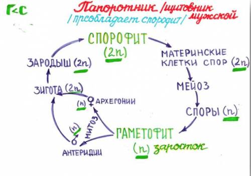 ответ на вопрос .. ответы хоть на несколько вопросов которые знаете! .. 1) что такое шишка? 2) где о