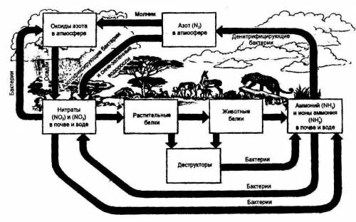 Какова роль растений и животных в круговороте азота ?