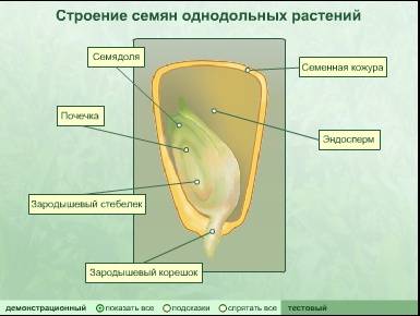 Живые организмы должны питаться. взрослые организмы обеспечивают себя питательными веществами и запа