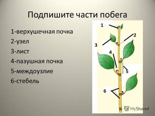 Что такое часть побега слово состоит из 7 букв