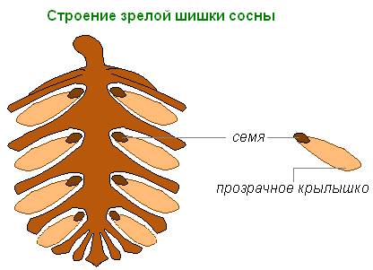 Найдите на чешуях шишки следы , оставшиеся от семян