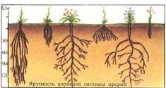 Вприродном обществе ярусы.подпишите надземные ярусы: 1 2 3 4 подземные ярусы: 1 2 3