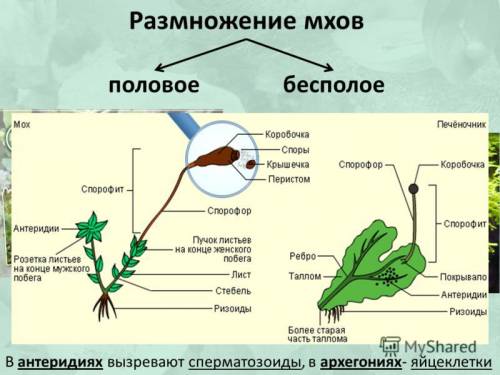 Составить добилицу о размножение мхов