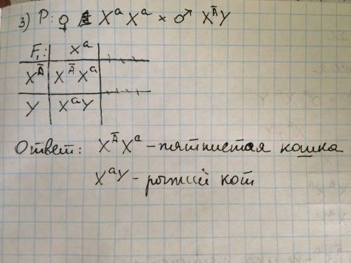 Аллель черной масти у кошек локализован в х- хромосоме. другой аллель этого гена обуславливает рыжую