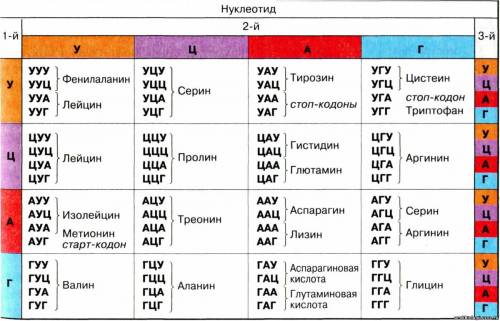 :в молекуле белка следующая последовательность аминокислот: треонин, пролин, лизин, глутамин. запиши