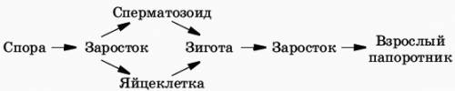 Назовите этапы развития голосеменных.