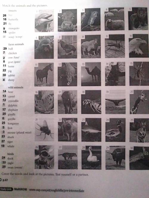 Animals, verbs help me, заранее