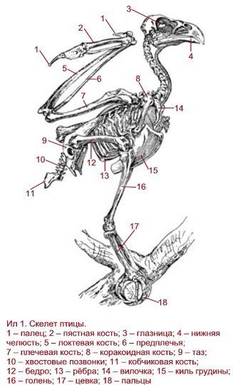 Какая кость, отсутствующая у других позвоночных животных, имеется в скелете птицы? 1 воронья кость 2