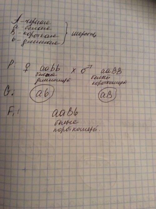 Гены черной и короткой шерсти мышей доминирует над генами белой и длиной шерсти. скрестили гомозигот