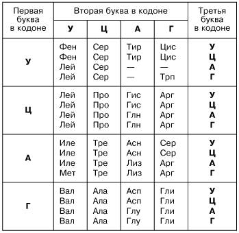 Участки молекулы информационной рнк имеют следующее строение: ц-г-ц-ц-а-ц-ц-а-г-г-а-ц-г-а-г-а-г-а-а-