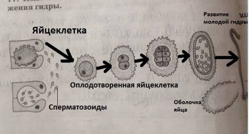 Подпишите на схеме основные стадии размножения гидры.