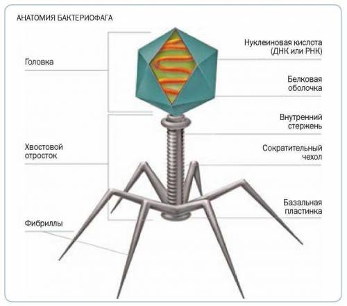 Бактериофаги и их медицинское значение