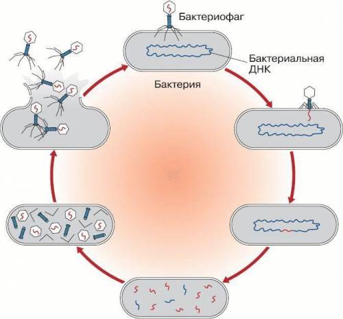 Бактериофаги и их медицинское значение