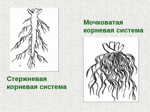 Стержневая корнева система характерна для: 1: подсолнечник 2: лук 3: пшеница 4: подорожник