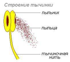 Что такое тычинка. напишите определение тычинки