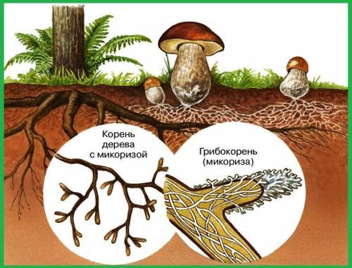 Что такое грибница, гифы? какие связи объединяют грибницу и корни растений