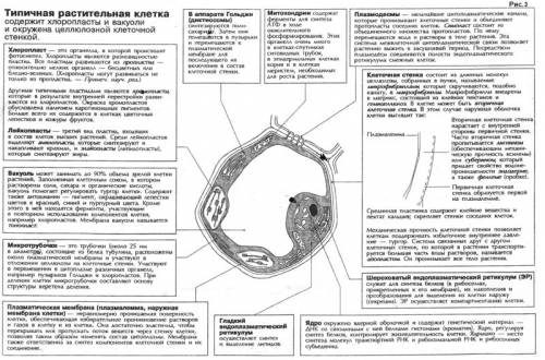 Начертить таблицу органоиды клетки; строение; функции;