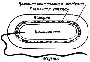 Изобразите схематично строение бактериальной клетки.