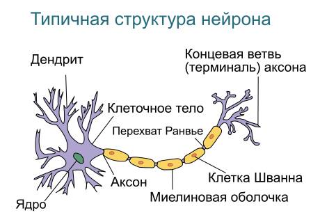 Что такое тело нейрона? именно тело нейрона.