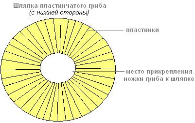 Рассмотрите с лупы нижнюю часть шляпки гриба.сделайте рисунок.