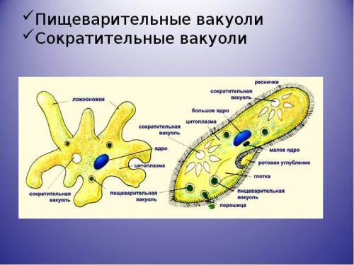 Какая органелла отвечает за удаление избытка воды из клетки простейших?