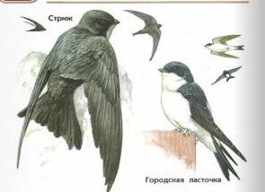 Ватласе-определители от земли до неба найди информацию о ласточках и стрижах. узнай чем они похоже и